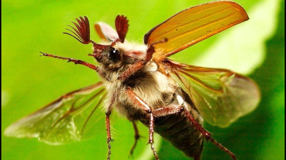 Зеленый Жук бронзовка