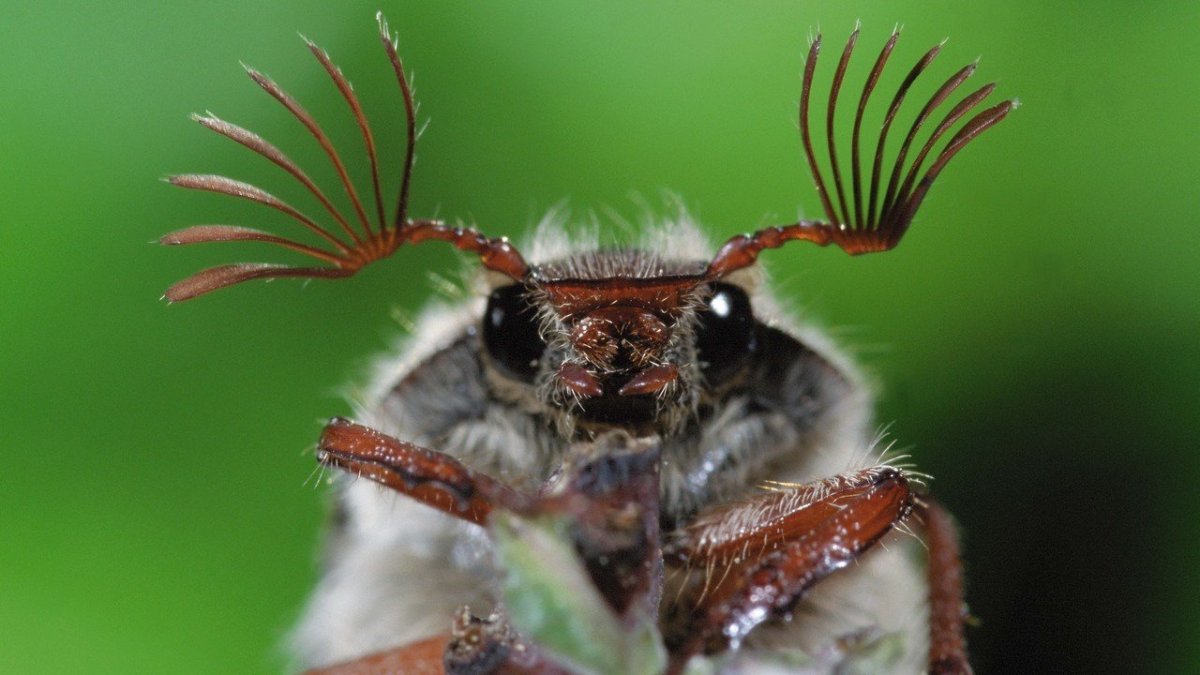 Шаранка Майский Жук