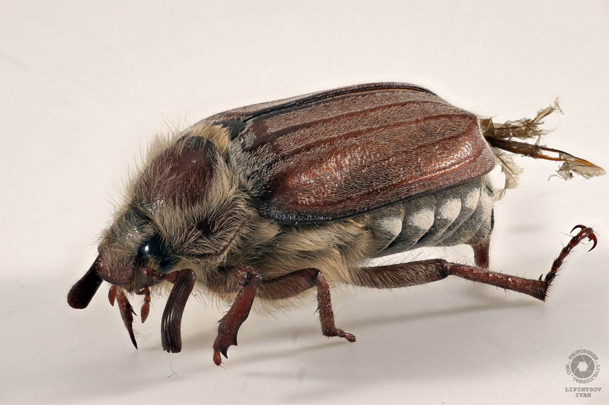 Ребенок держит майского жука PNG