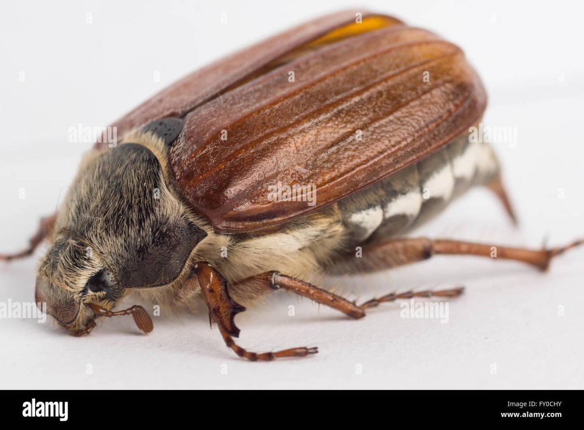 Жук носорог анатомия