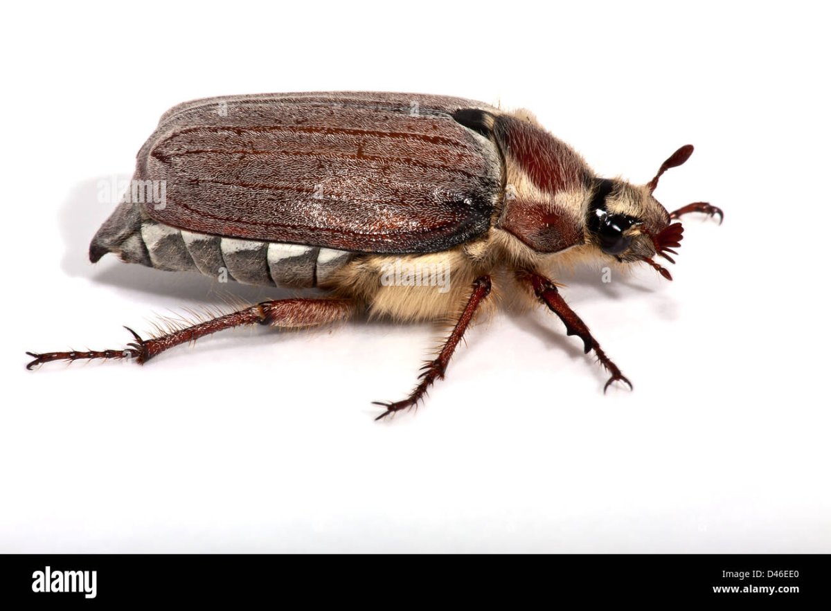 Хрущ Майский Западный рисунок