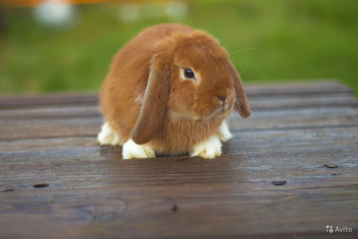 Голландский карликовый кролик рыжий