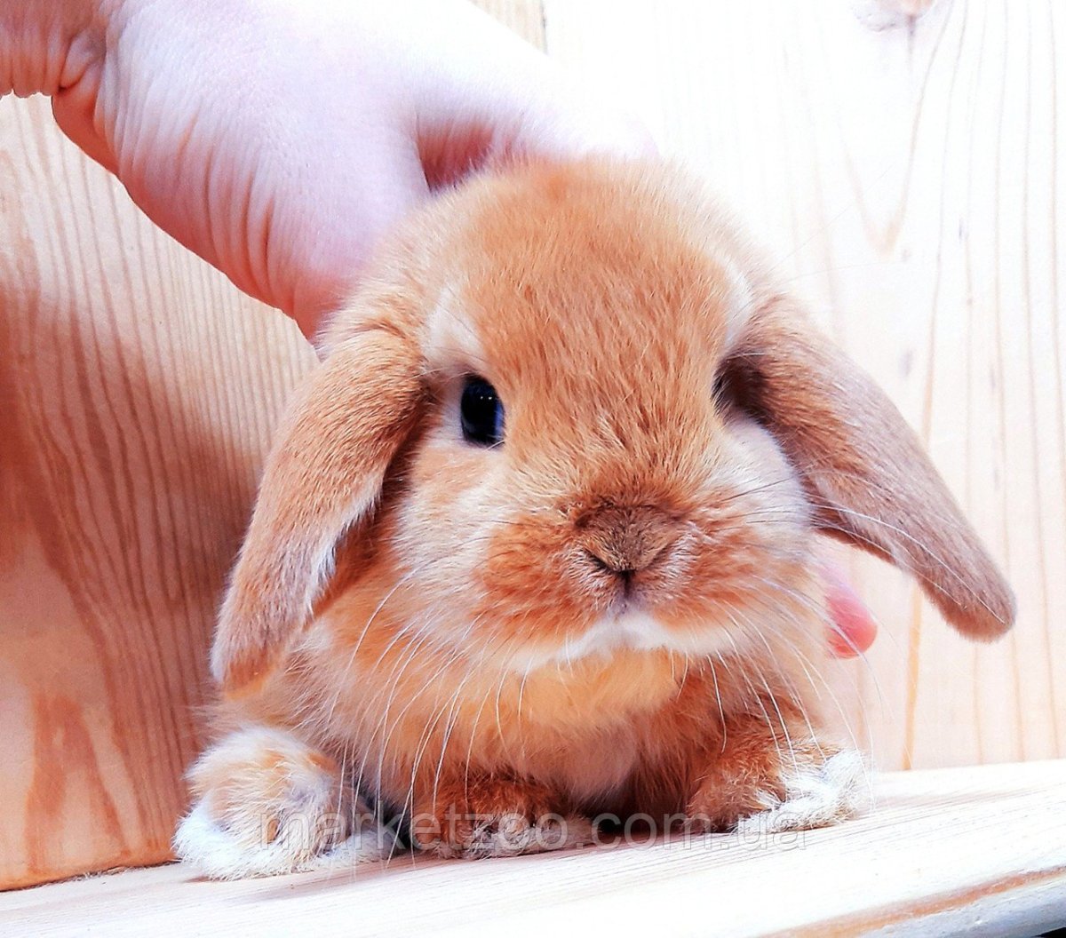 Карликовый вислоухий кролик