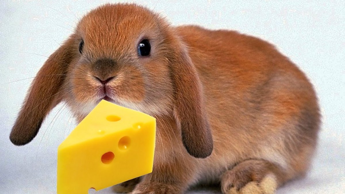 Беличий карликовый кролик