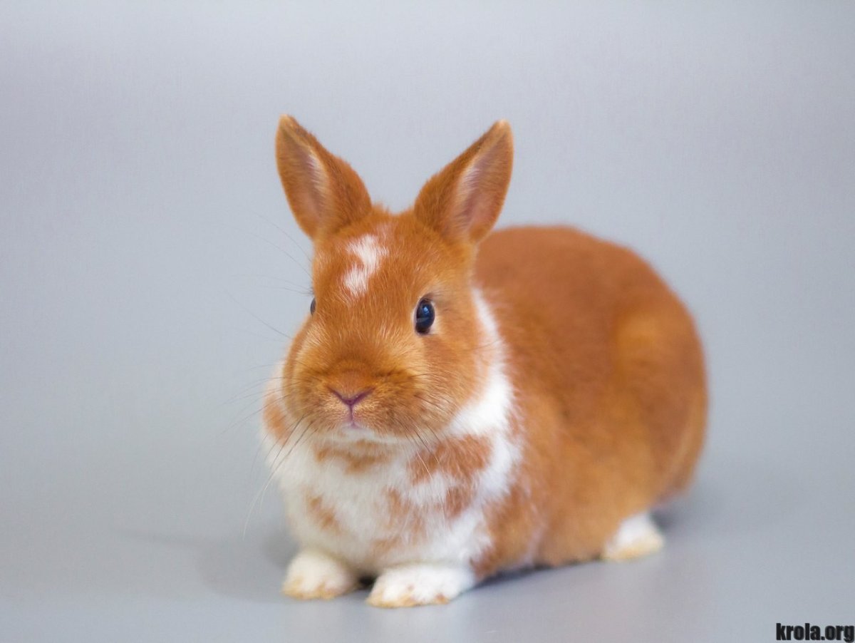 Чайлюми милые