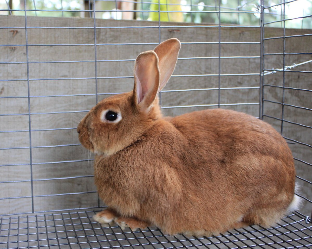 Сатиновый карликовый кролик