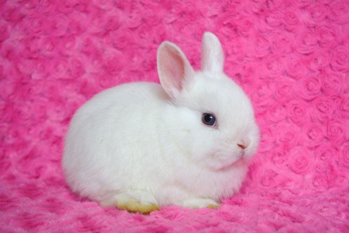 Няшные кролики