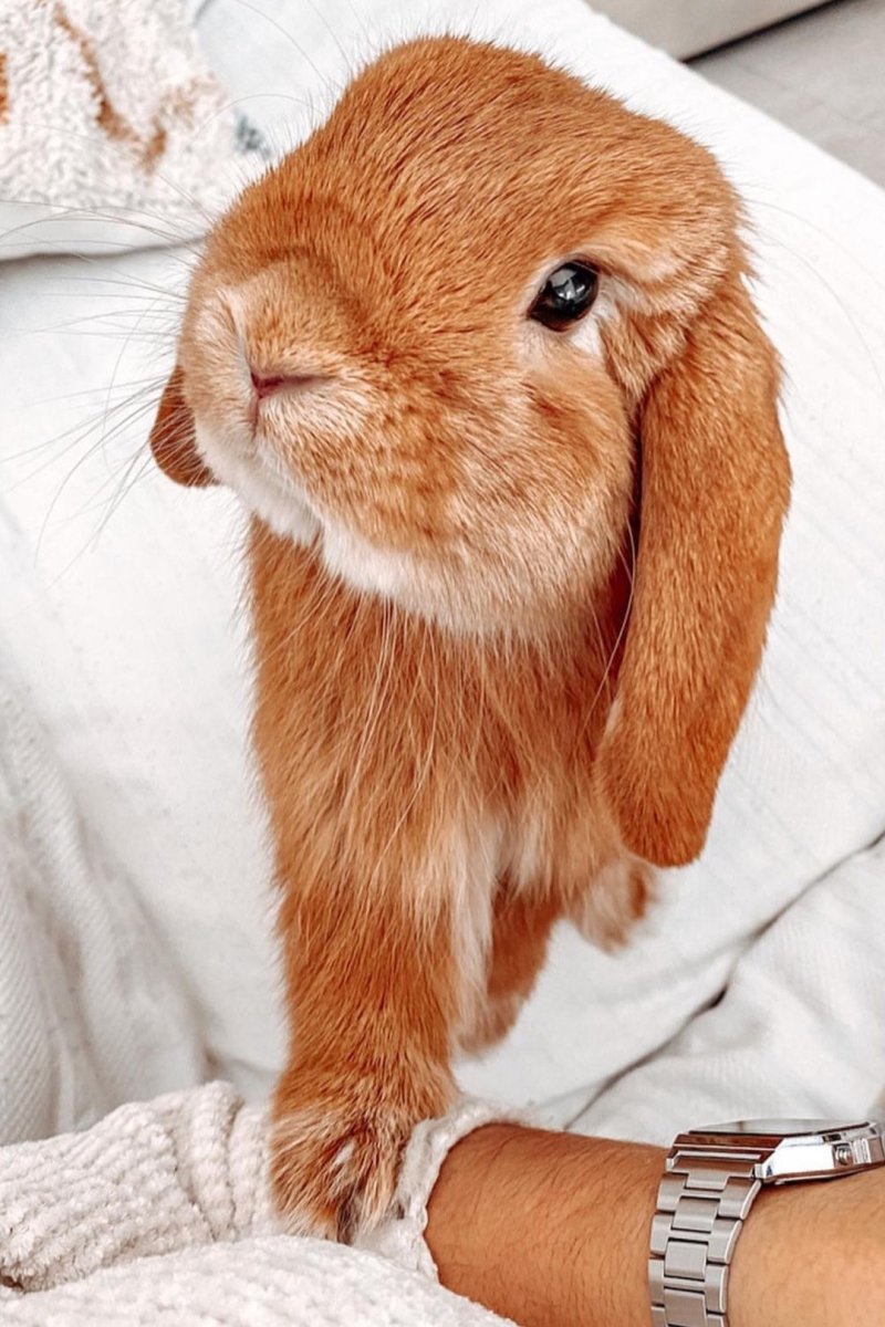 Рыжий зайчик