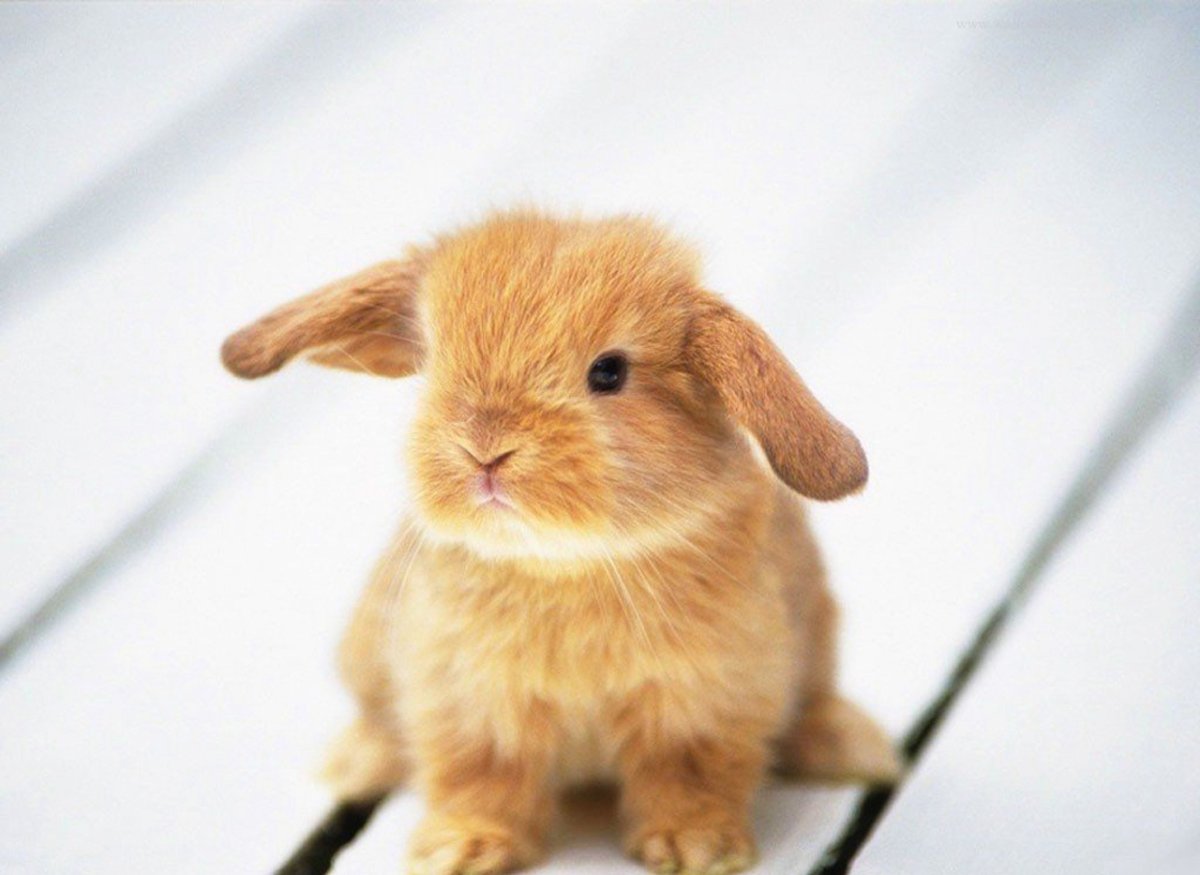 Милые кролики