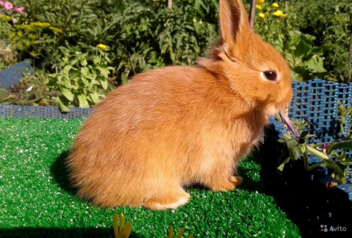 Карликовый Русак декоративный кролик