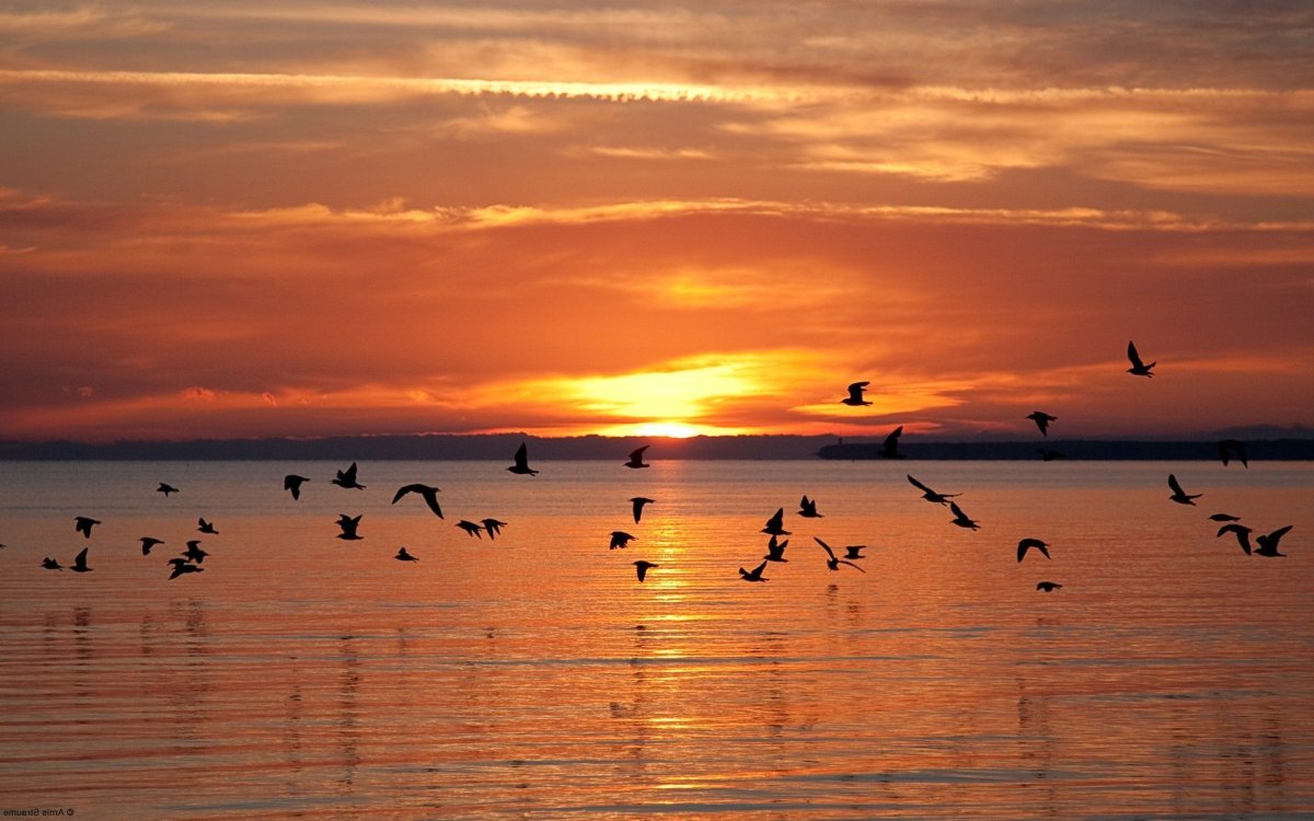 Птицы над озером