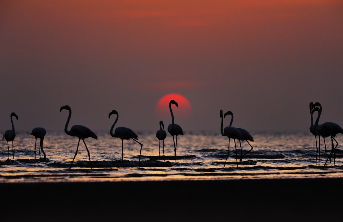 Фламинго на фоне заката