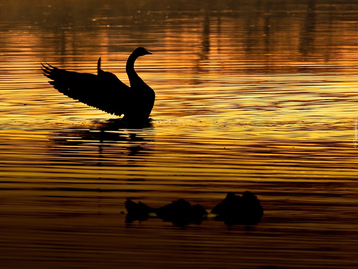 Лебеди на закате солнца