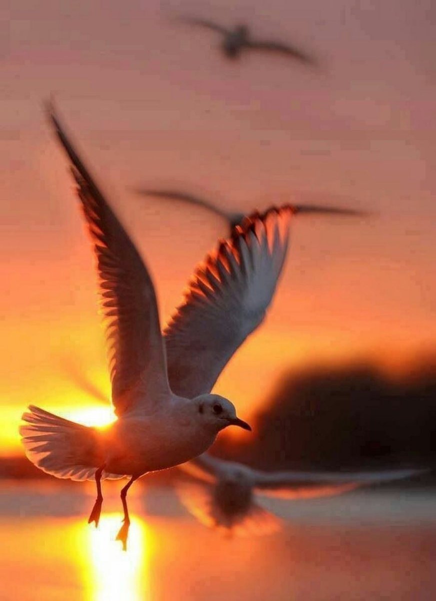 Птицы на закате