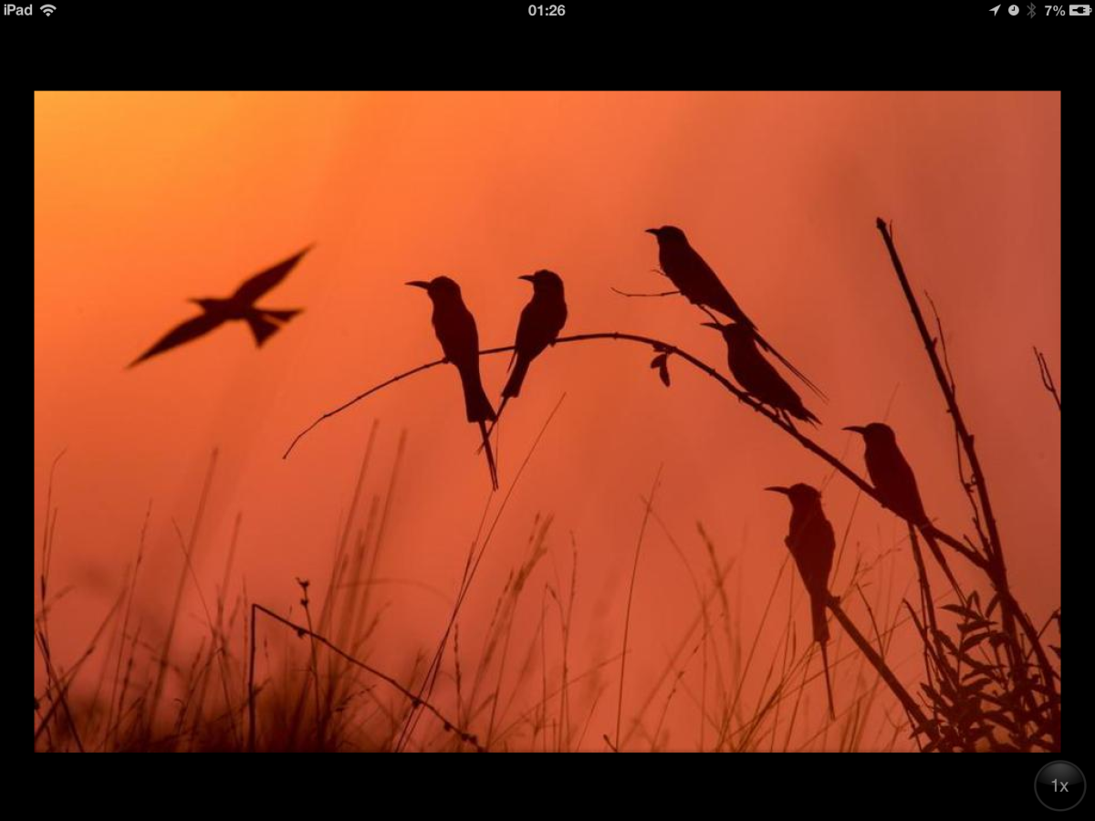 Перелетные птицы на закате