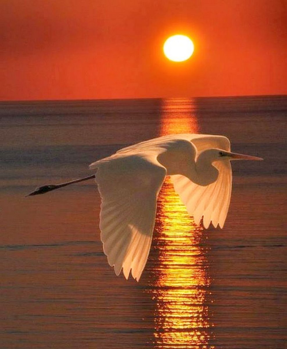 Аист на закате