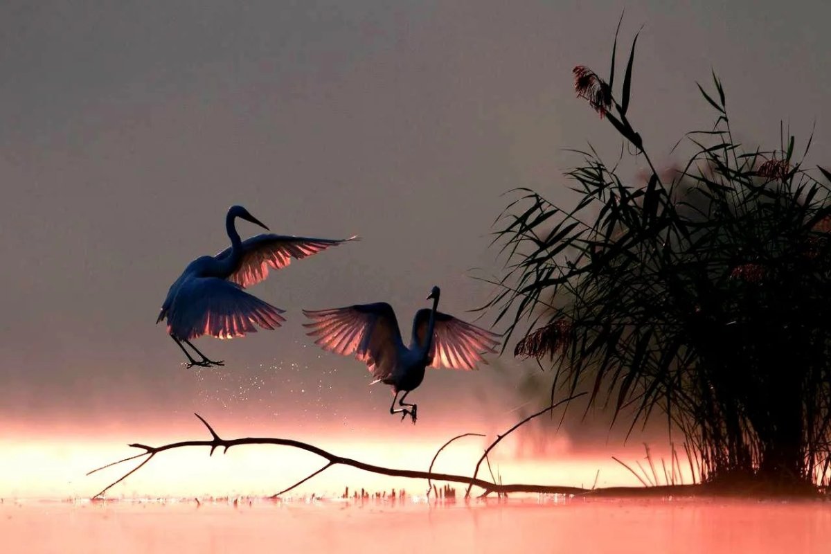 Птицы в тумане