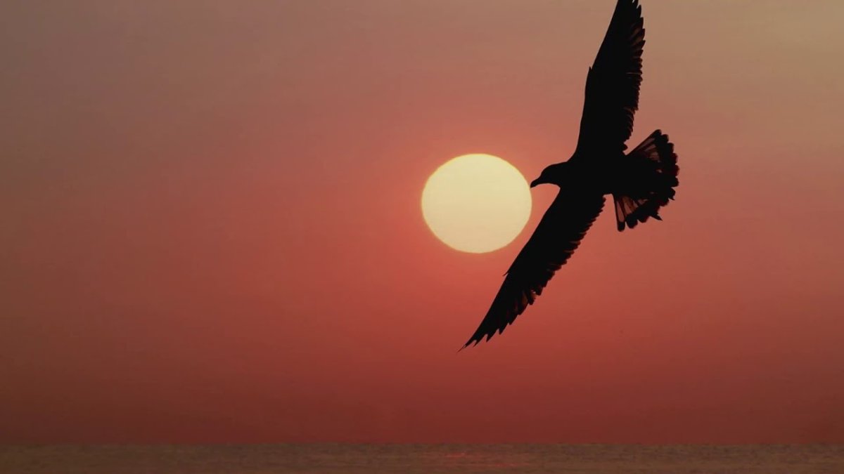 Птица на фоне солнца