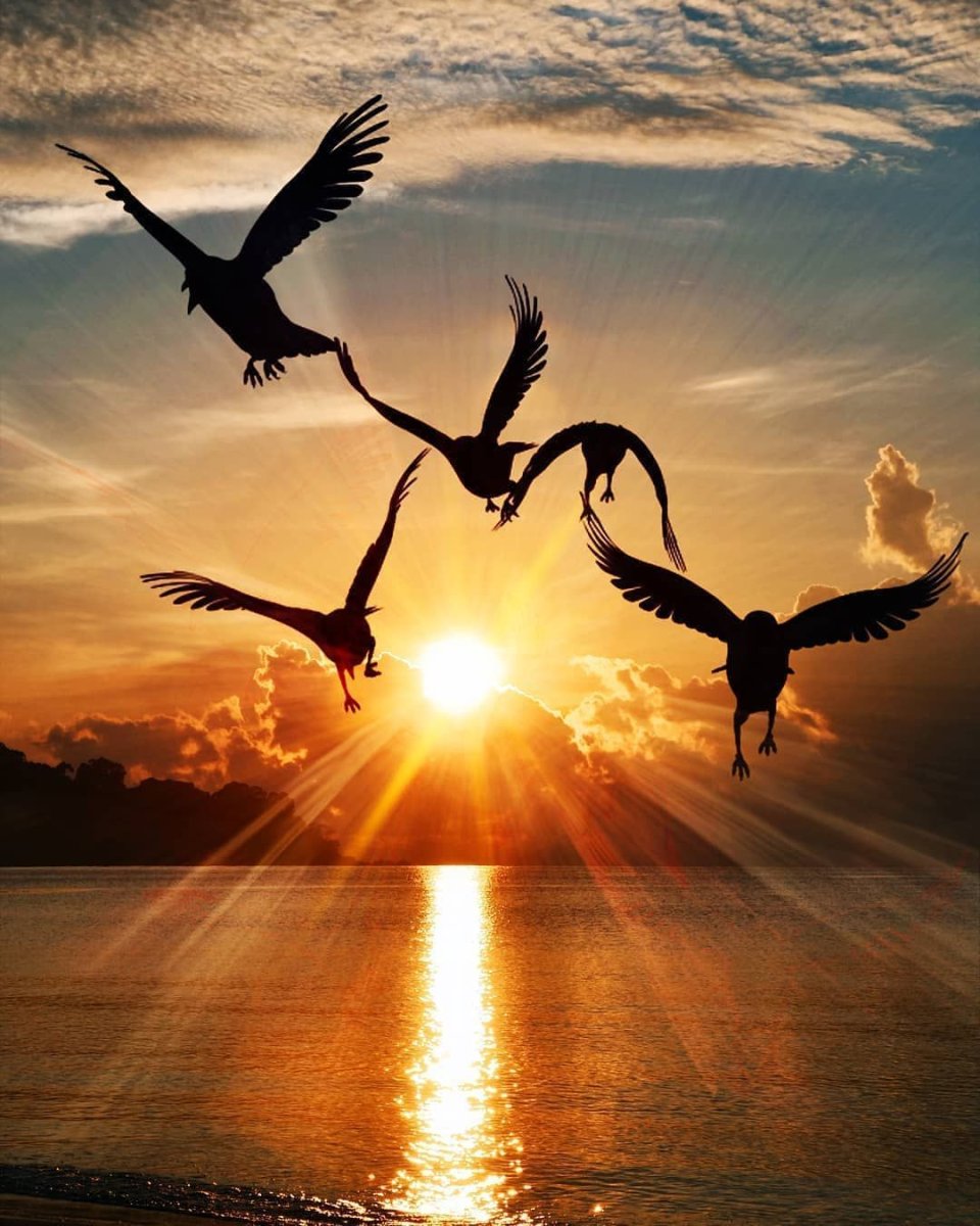 Птицы на закате