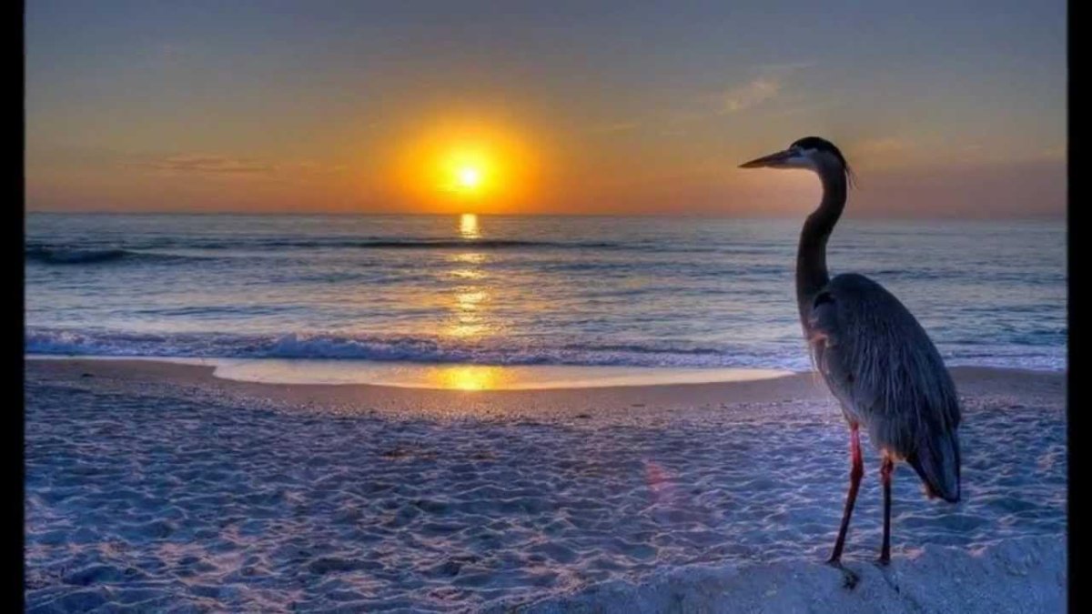 Аист море закат