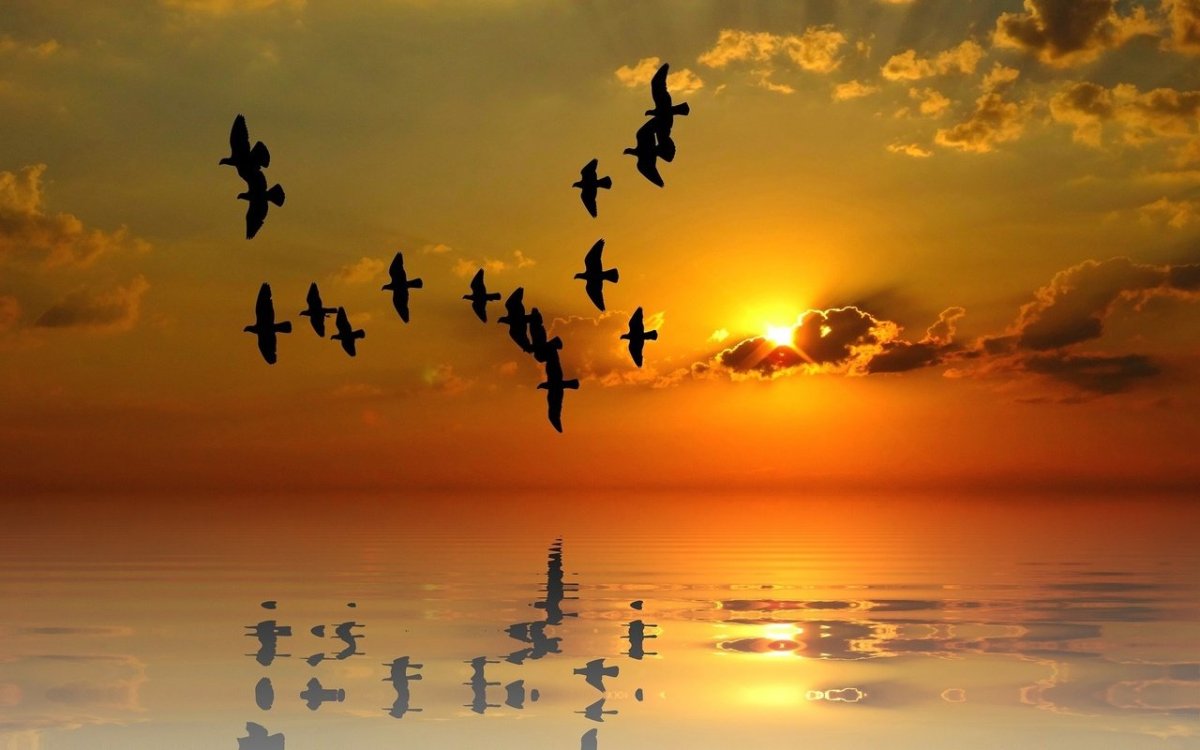 Птицы на закате