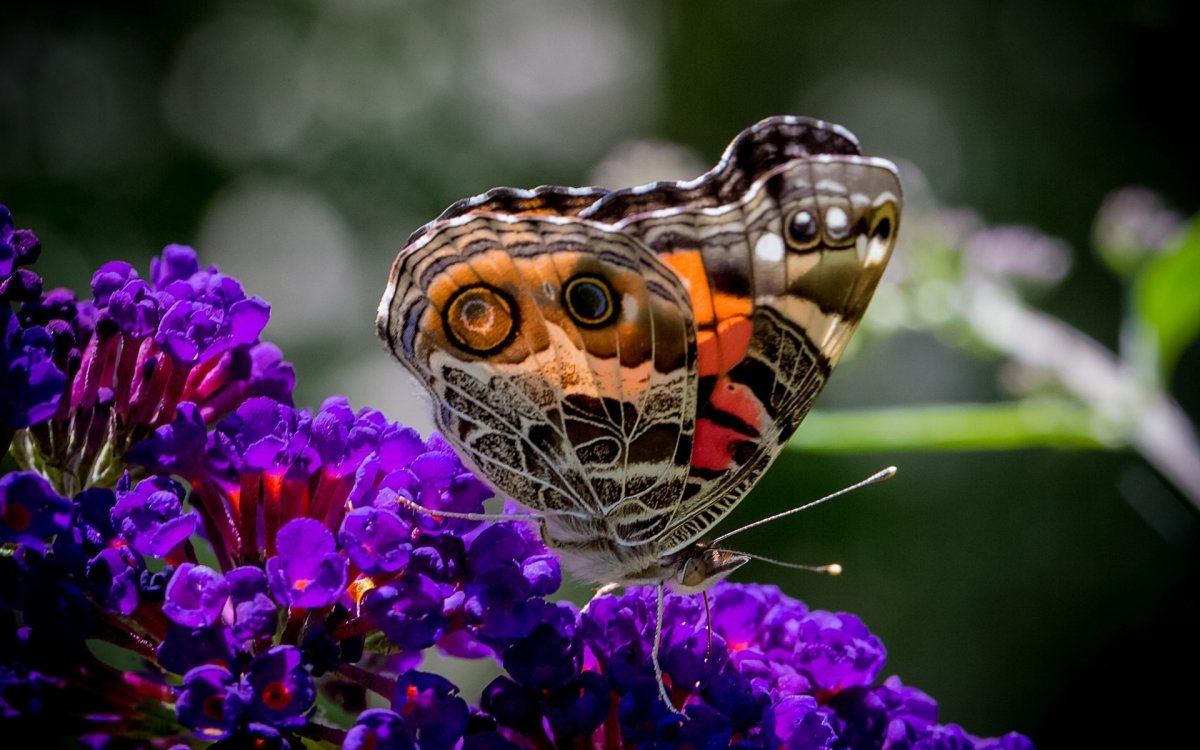 Нежные бабочки