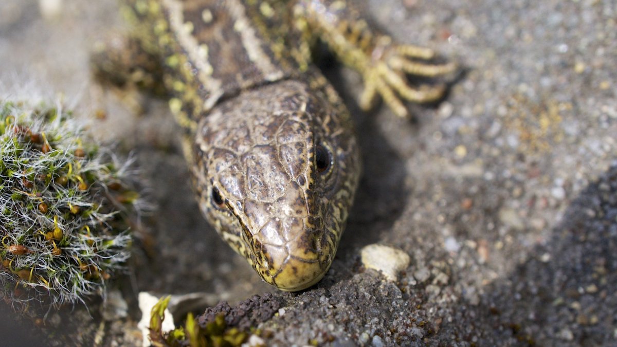 Ящерица прыткая питание