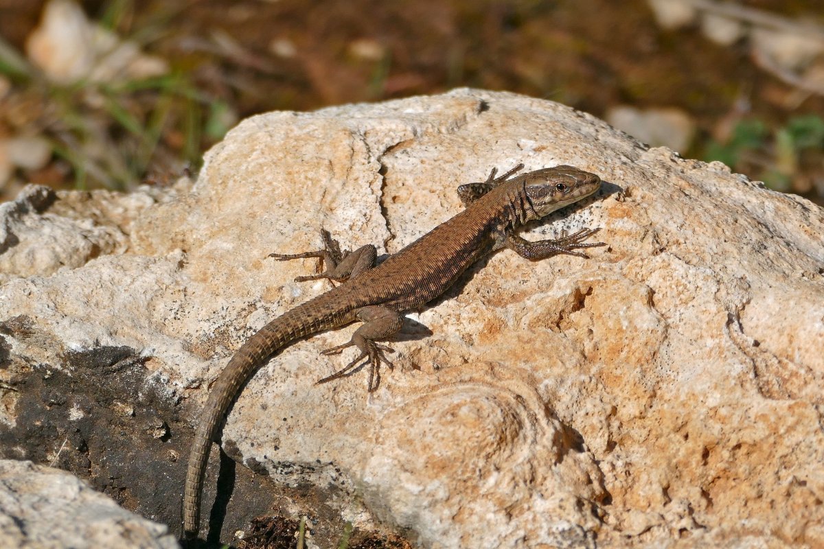 Ящерицы Геншин