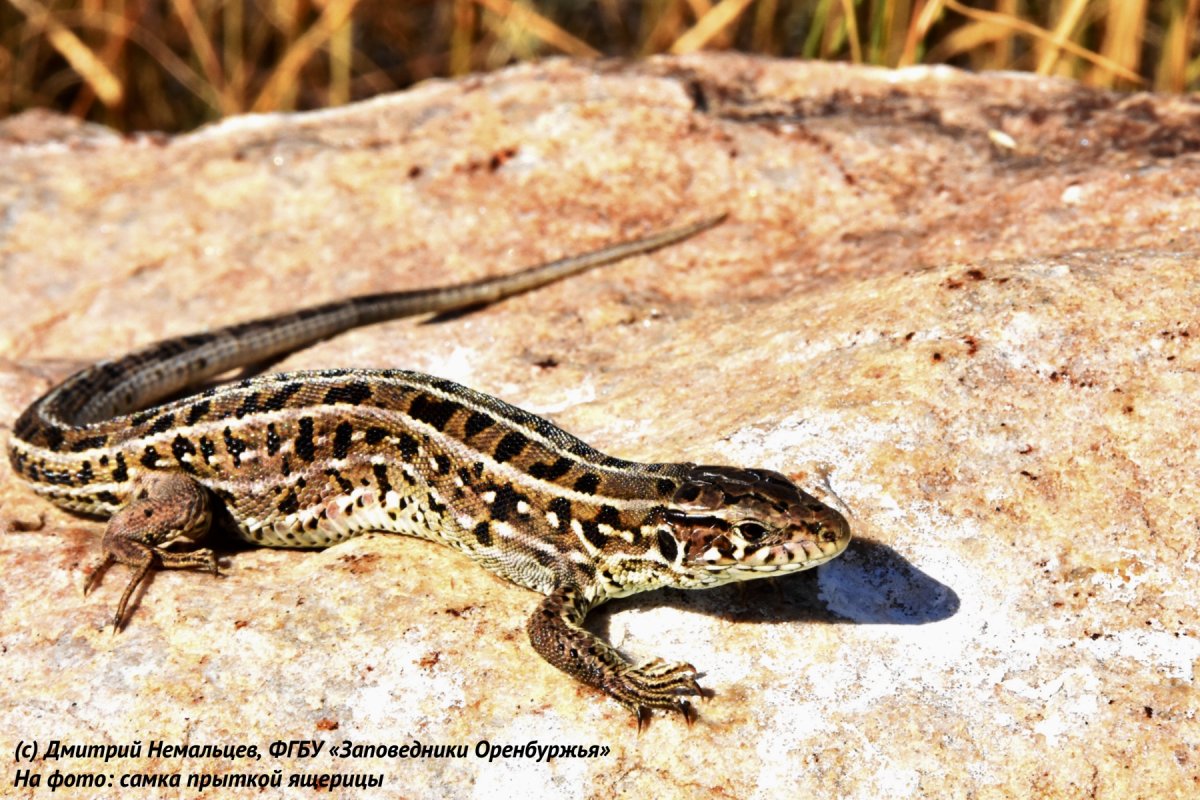 Степная прыткая ящерица