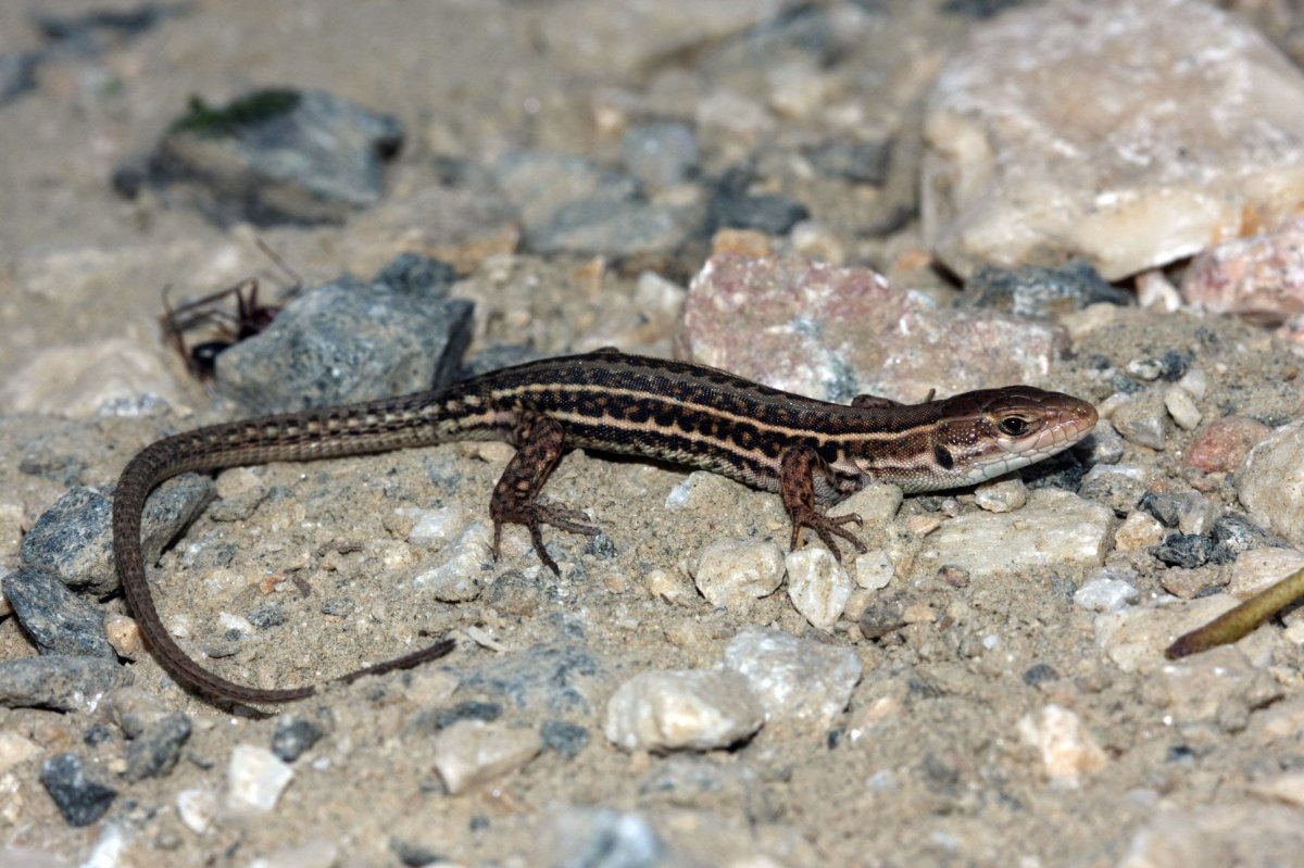 Прыткая ящерица самка