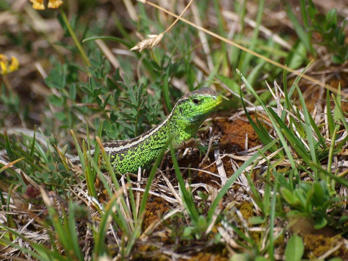 Изумрудная ящерица Лизард