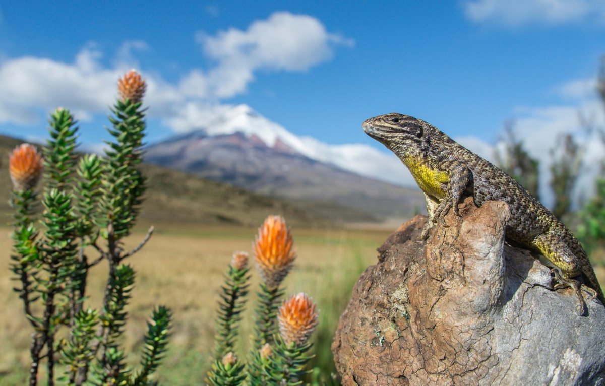 Ящерица в горах