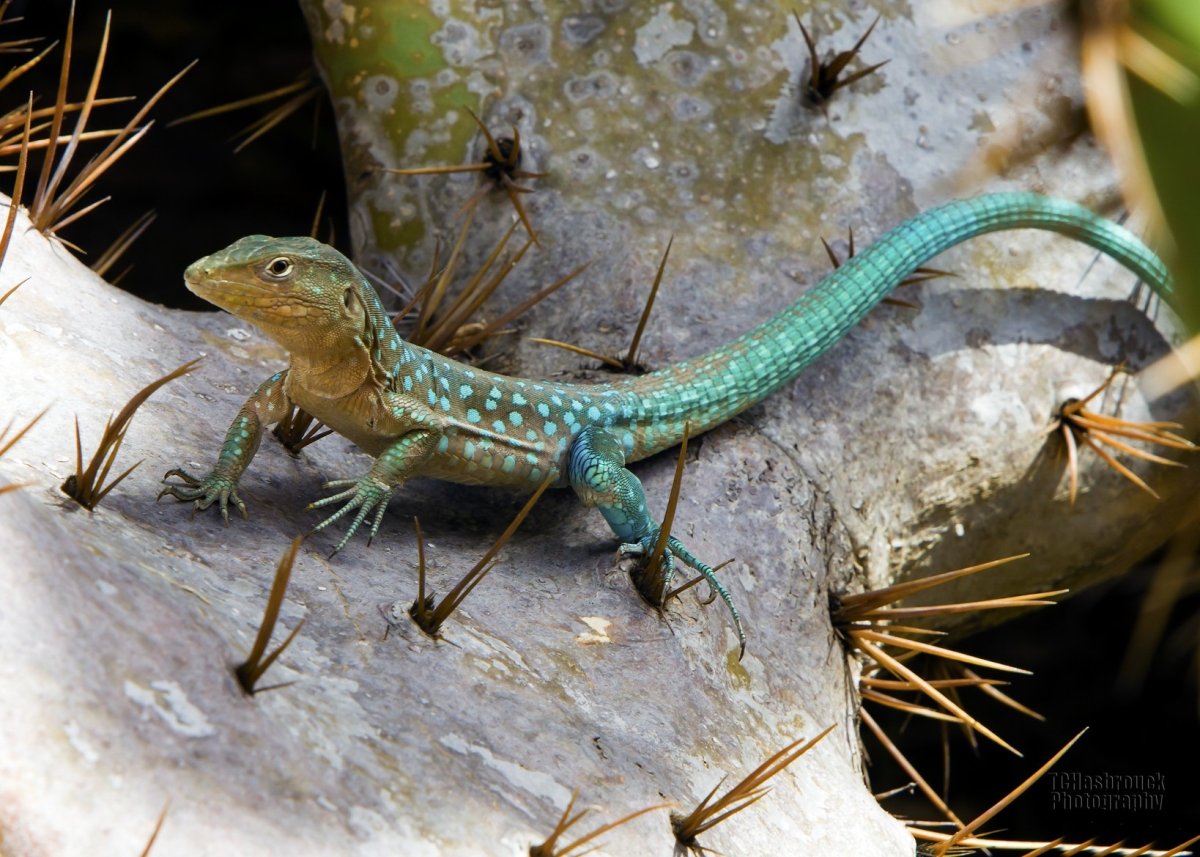 Розовогорлый Варан