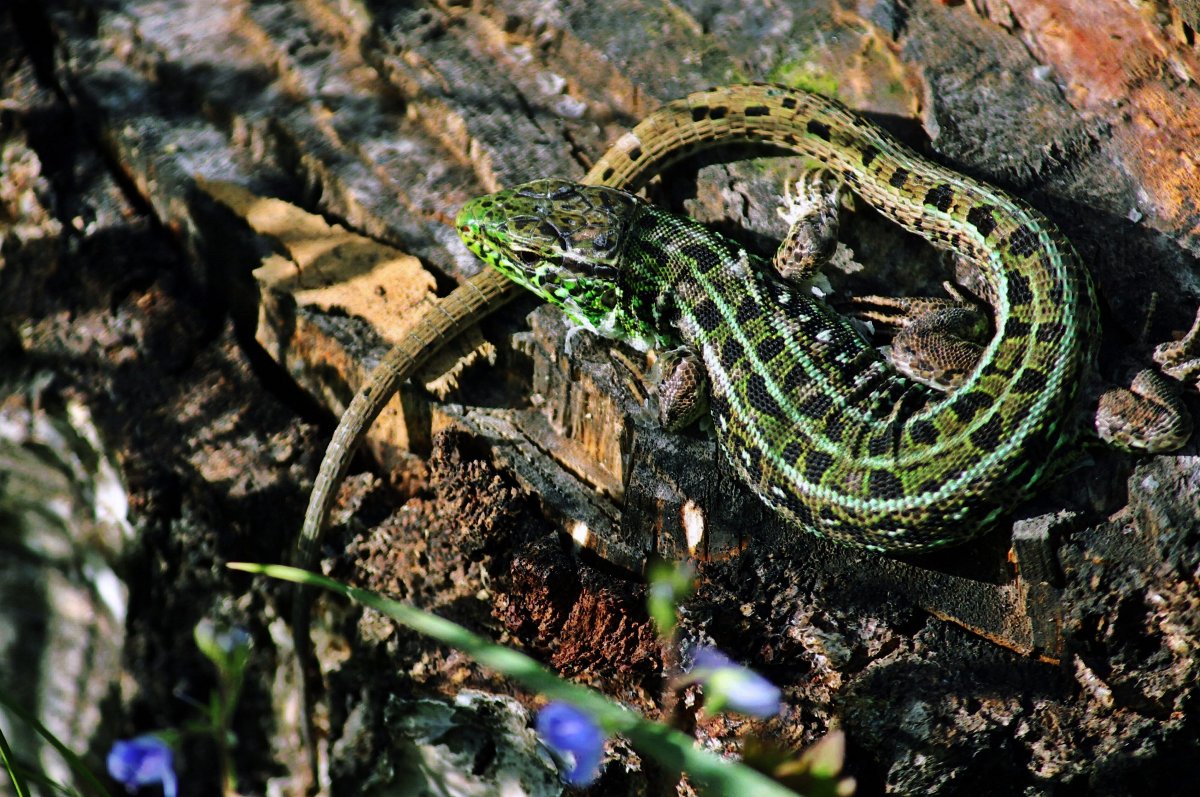 Хозяйка медной горы ящерка