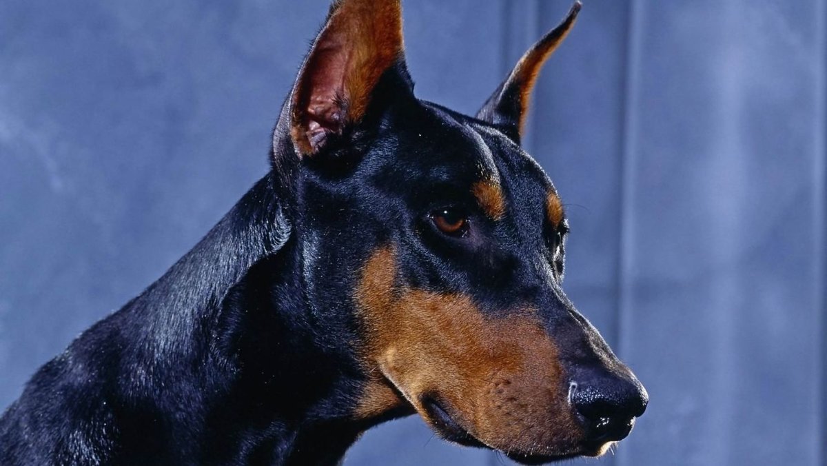 Доберман пинчер голубой