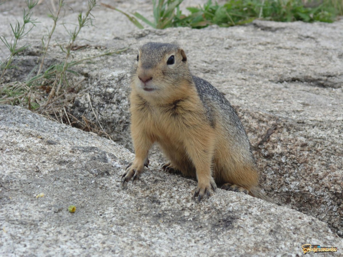 Забайкальский суслик