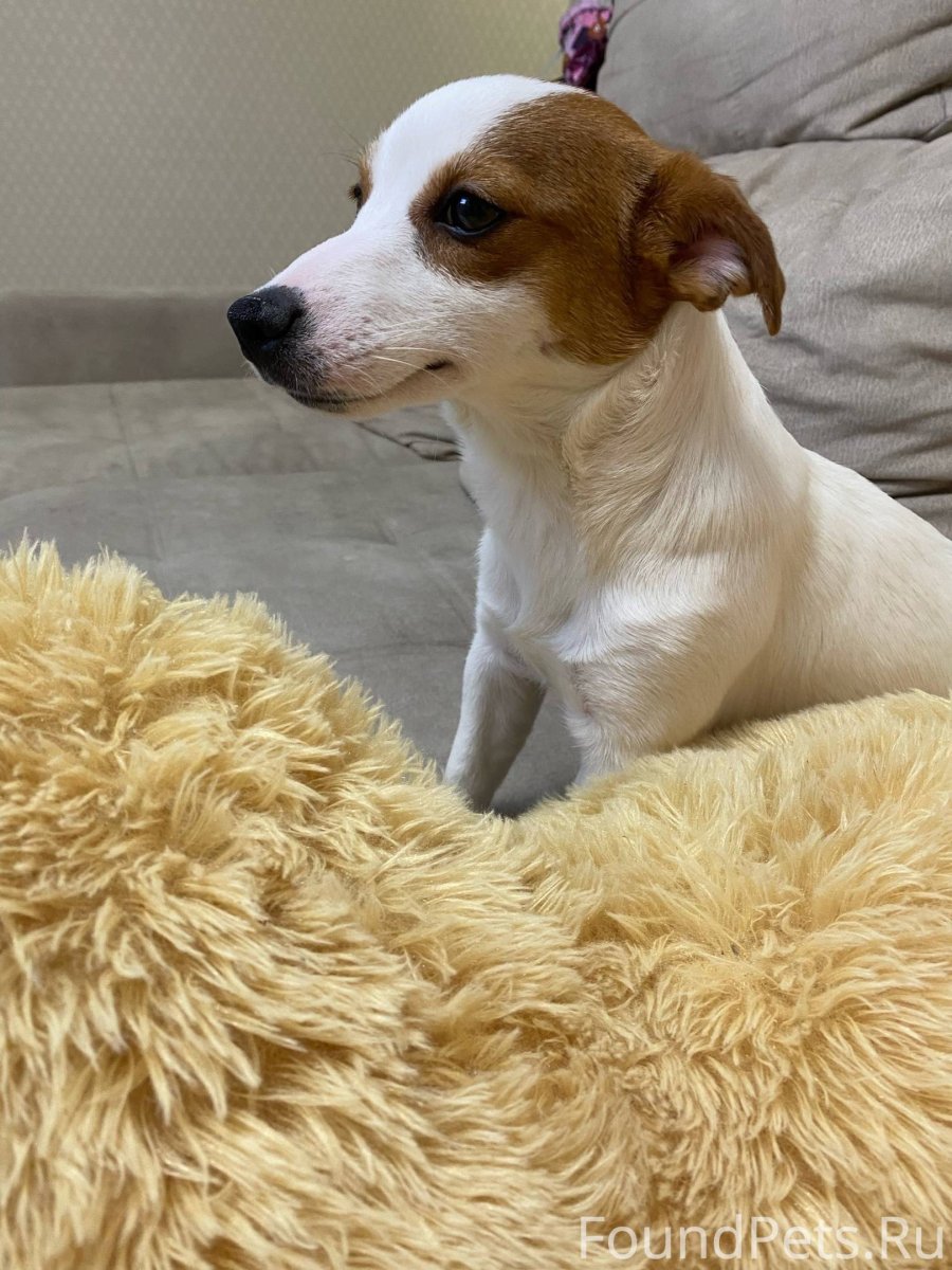 Доберман черный