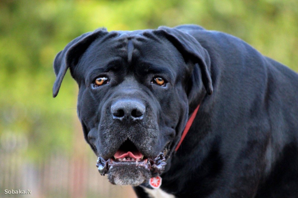 Итальянский мастиф Кане-Корсо