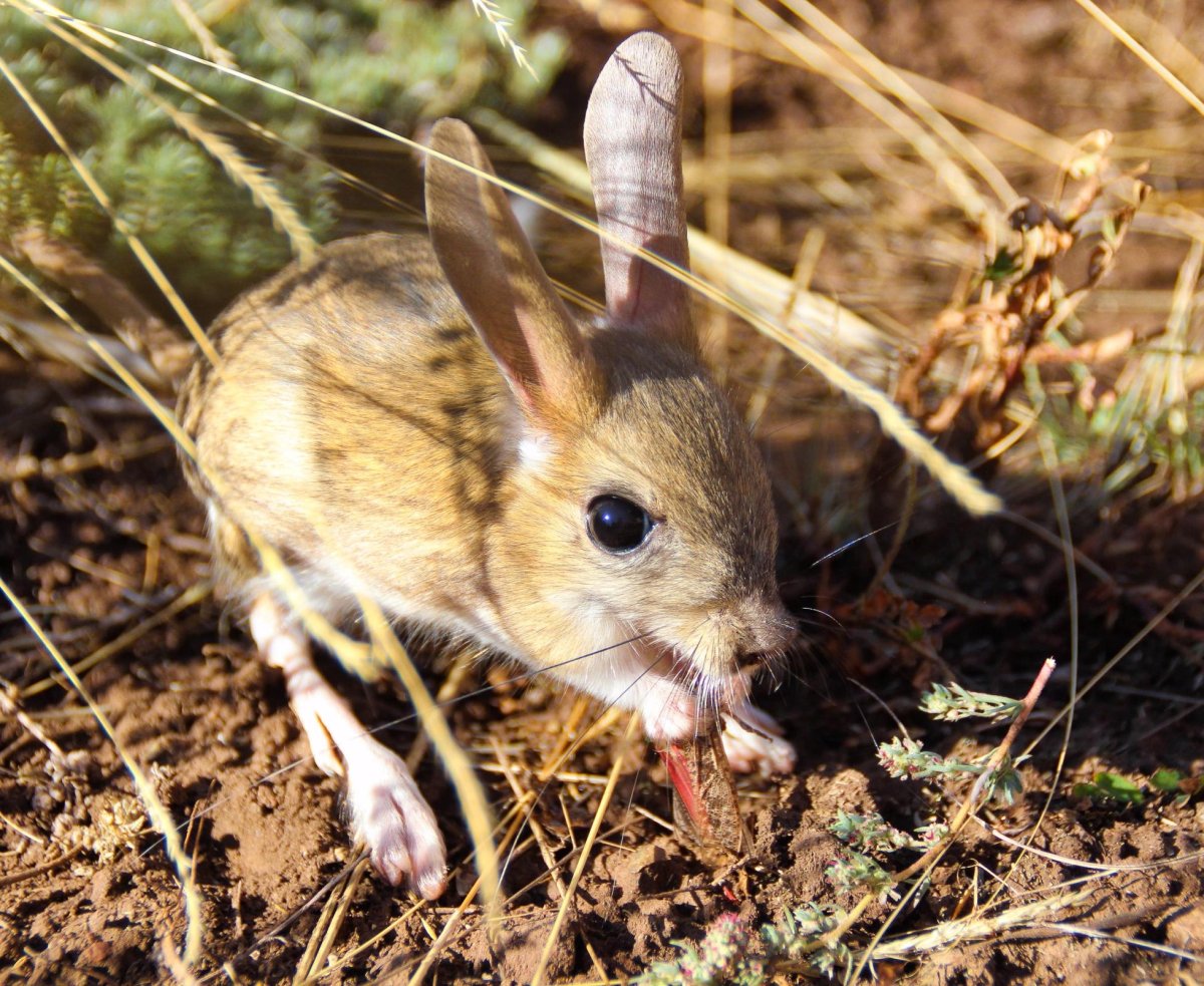 Большой тушканчик (Земляной заяц)
