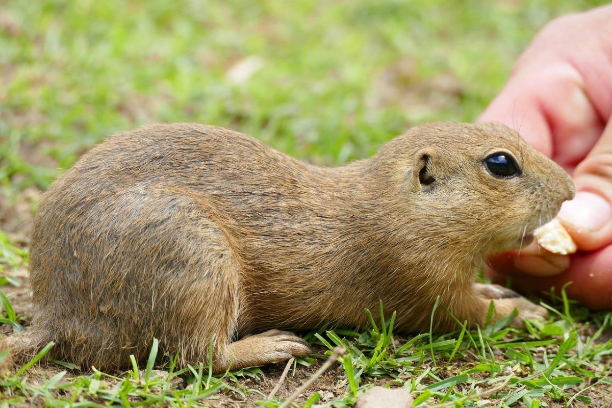 Грызуны в Татарстане фото