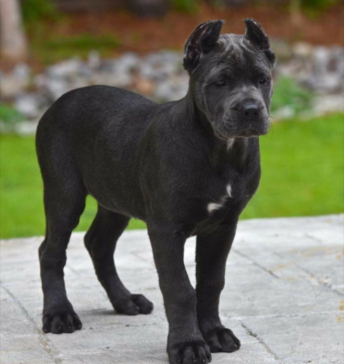 Щенки чау-чау