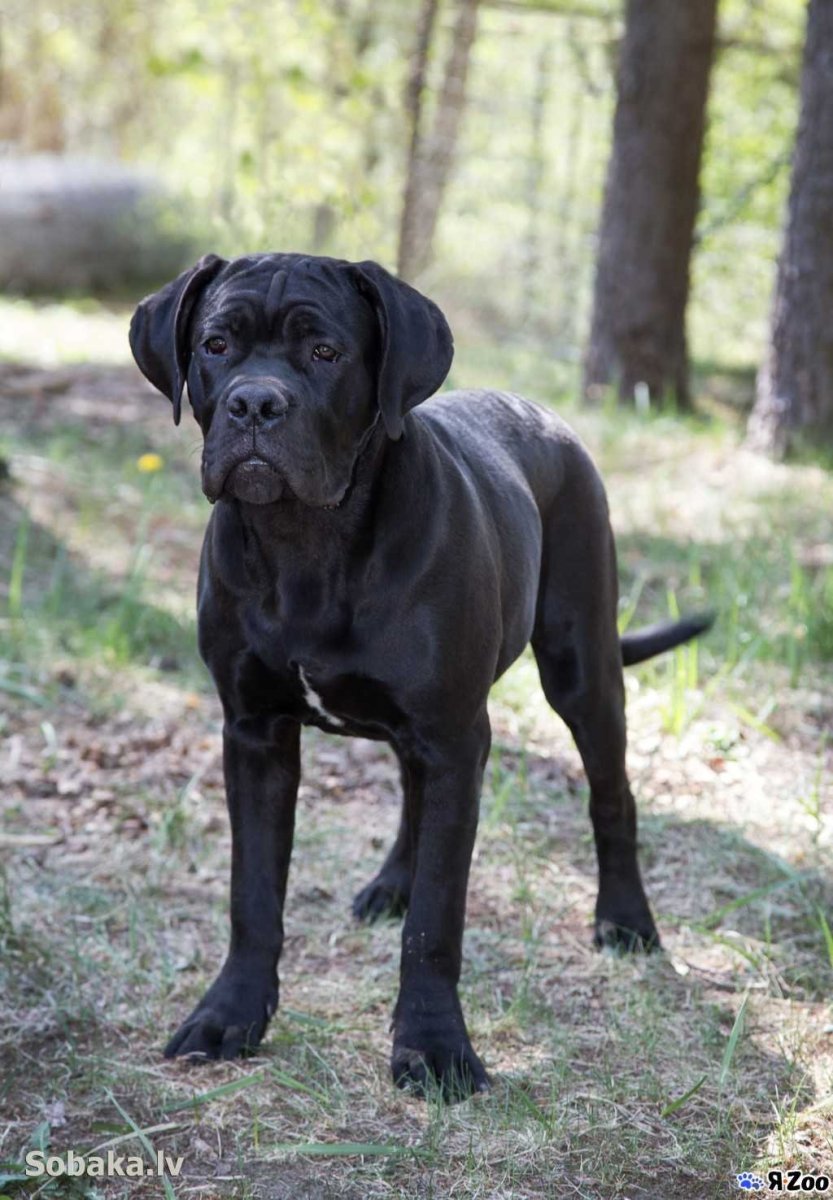 Бультерьер Эволюция породы