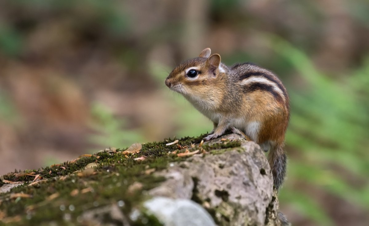 Азиатский бурундук в Нижегородской области