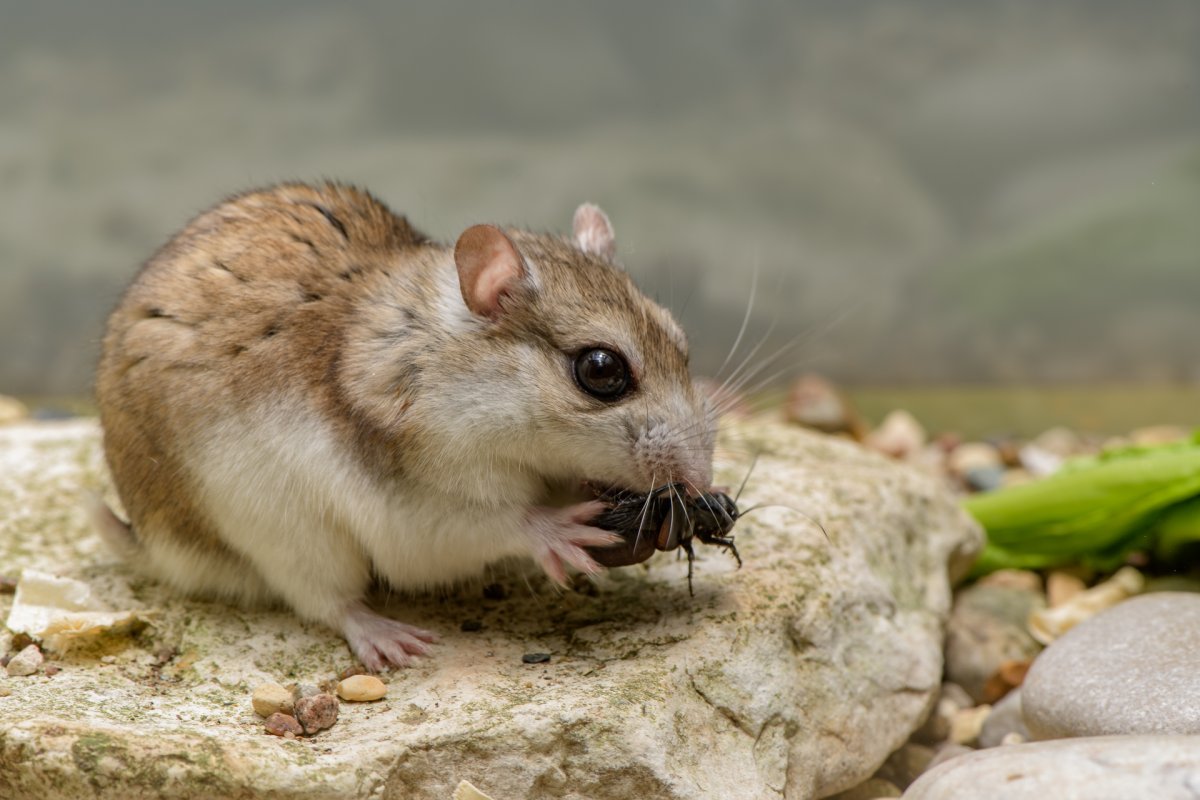 Хомячок Эверсманна