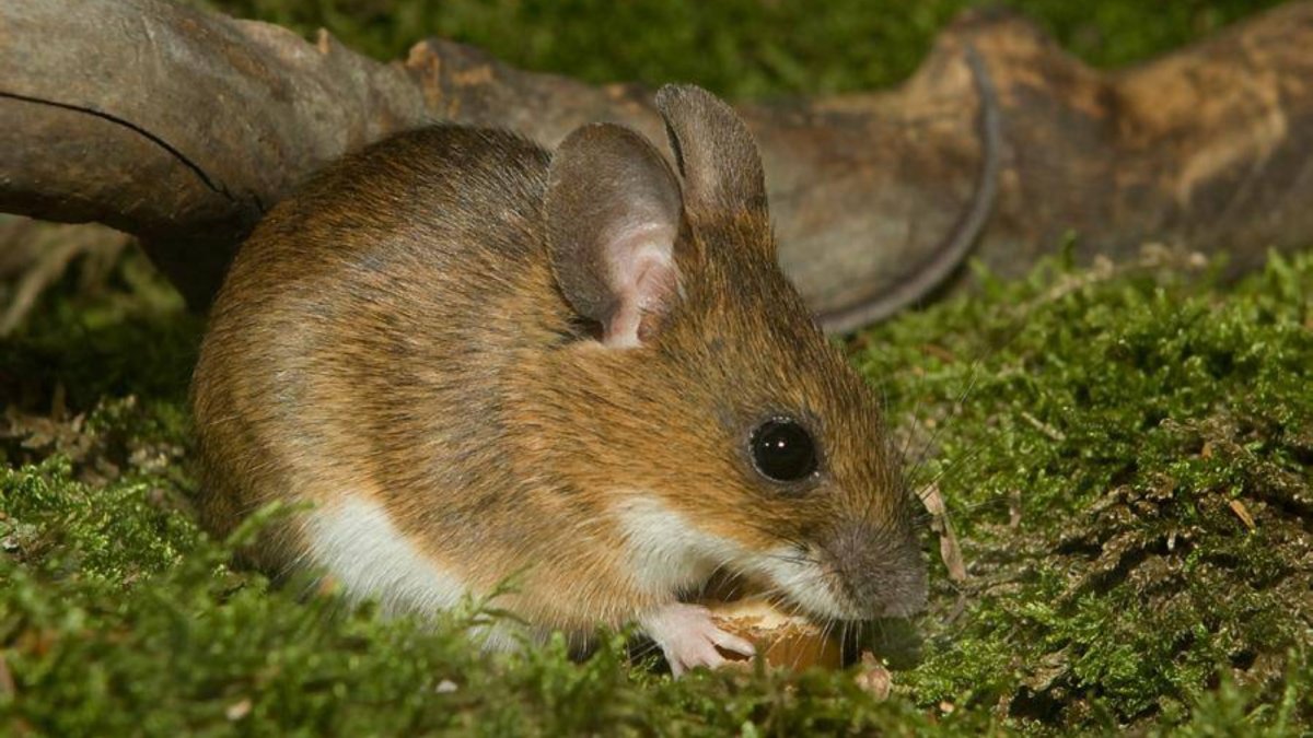 Желтогорлая полевка