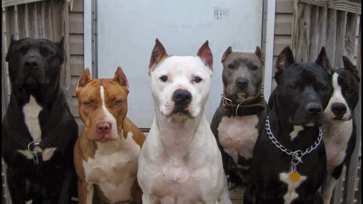 Кане Корсо большие