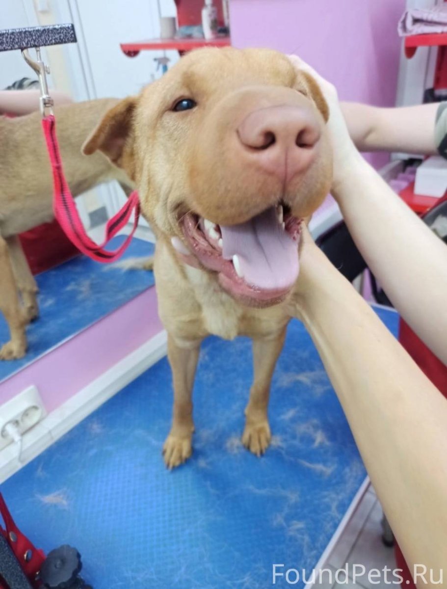 Кане Корсо и стаффордширский терьер