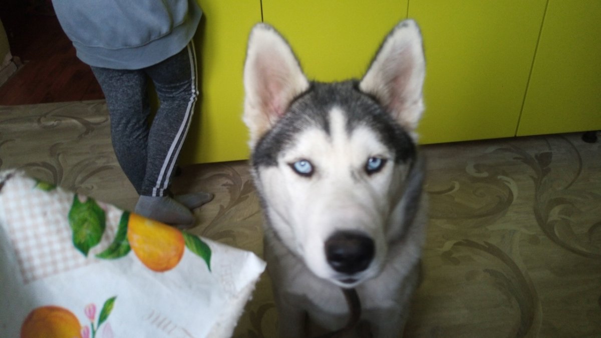 Породы собак названия