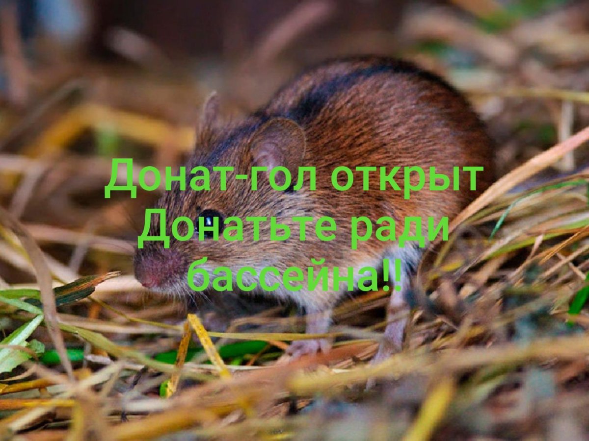 Мышь полевка