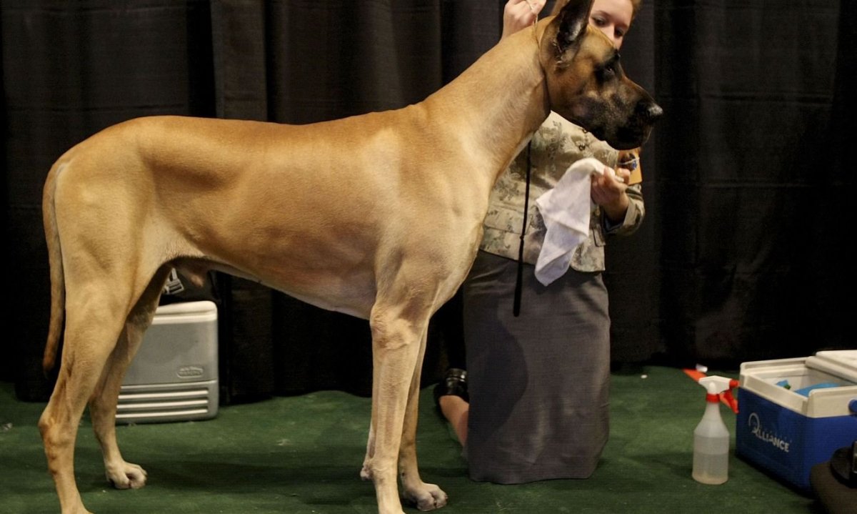 Немецкий дог половой орган